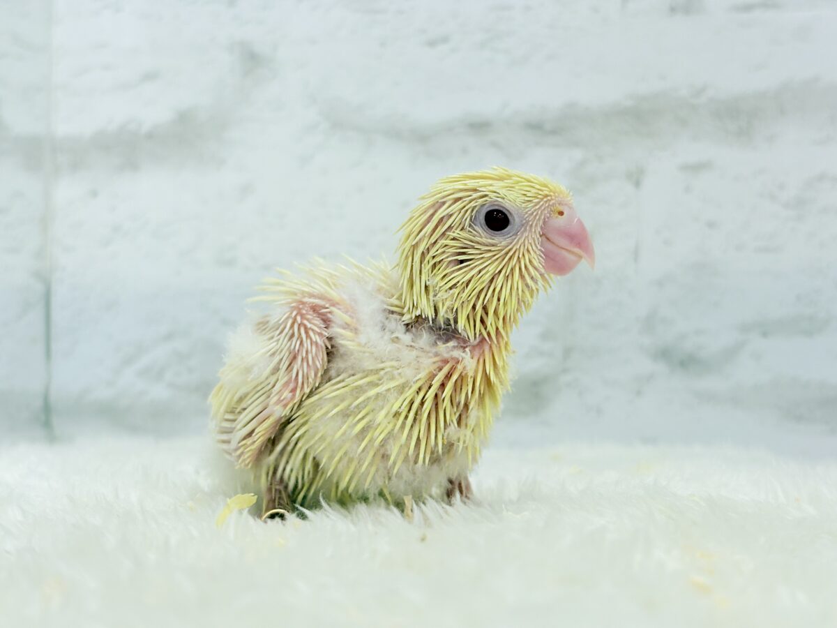 サザナミインコ