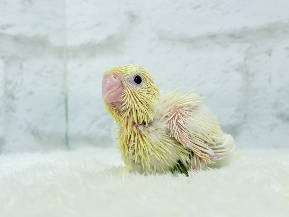 サザナミインコ
