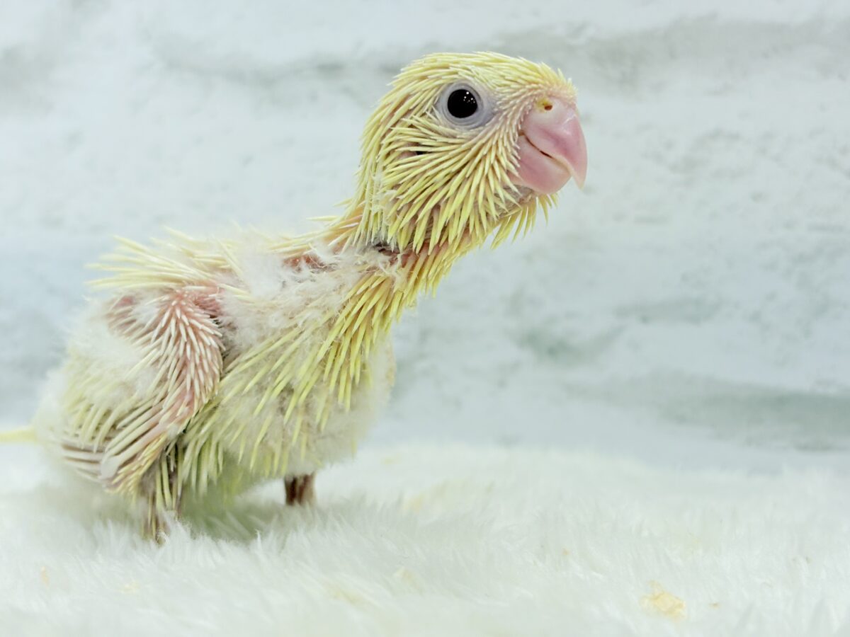 サザナミインコ