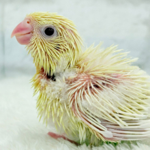 ふんわり柔らかクリーミー🐣🧁サザナミインコ(クリームイノ) ヒナ
