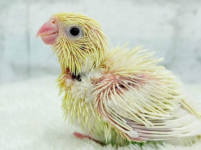 ふんわり柔らかクリーミー🐣🧁サザナミインコ(クリームイノ) ヒナ ふんわり柔らかクリーミー🐣🧁サザナミインコ(クリームイノ) ヒナ