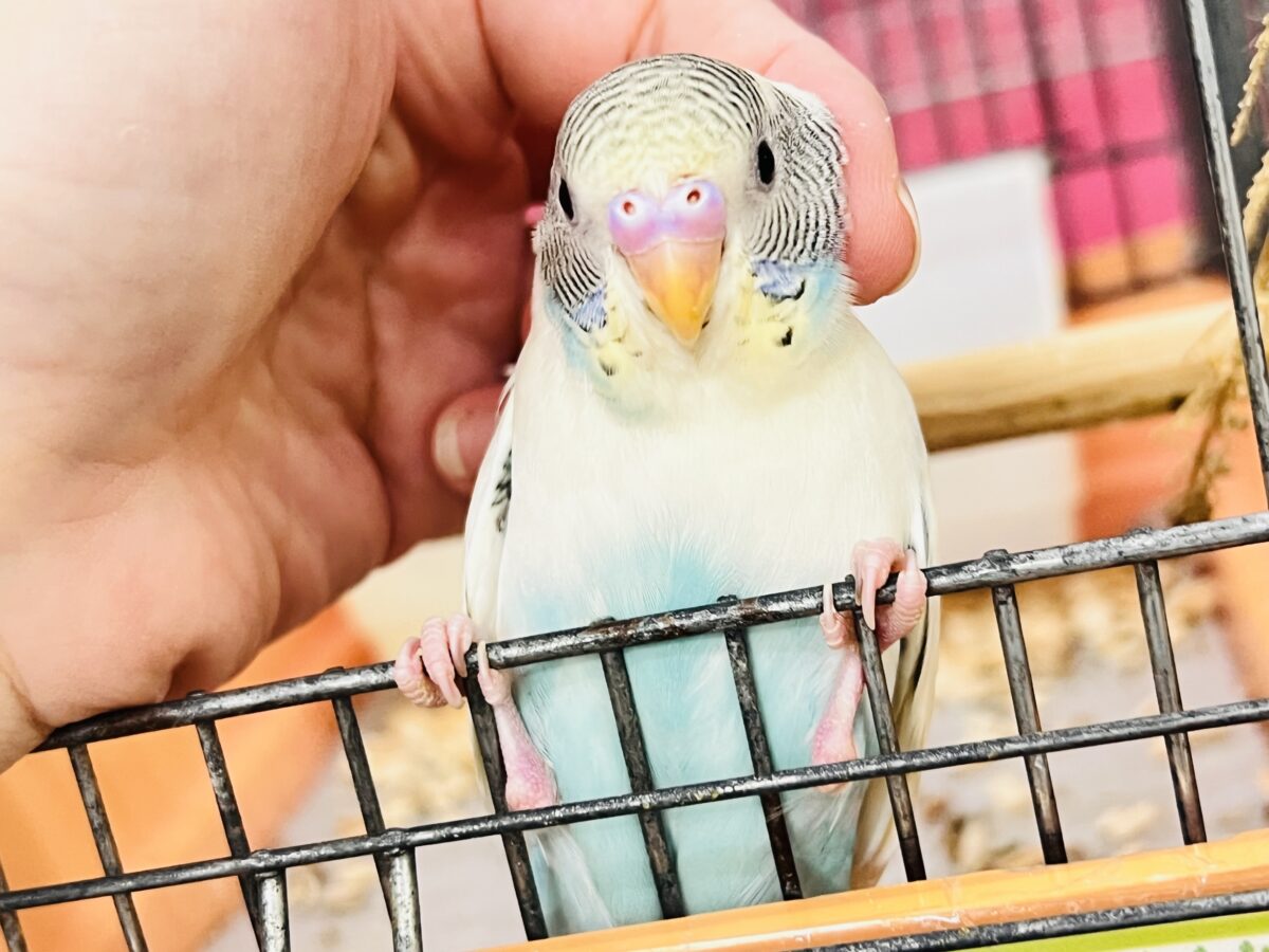 7/25更新☆キャラクター性のある明るい性格のセキセイインコ(クリームハルクイン)💕