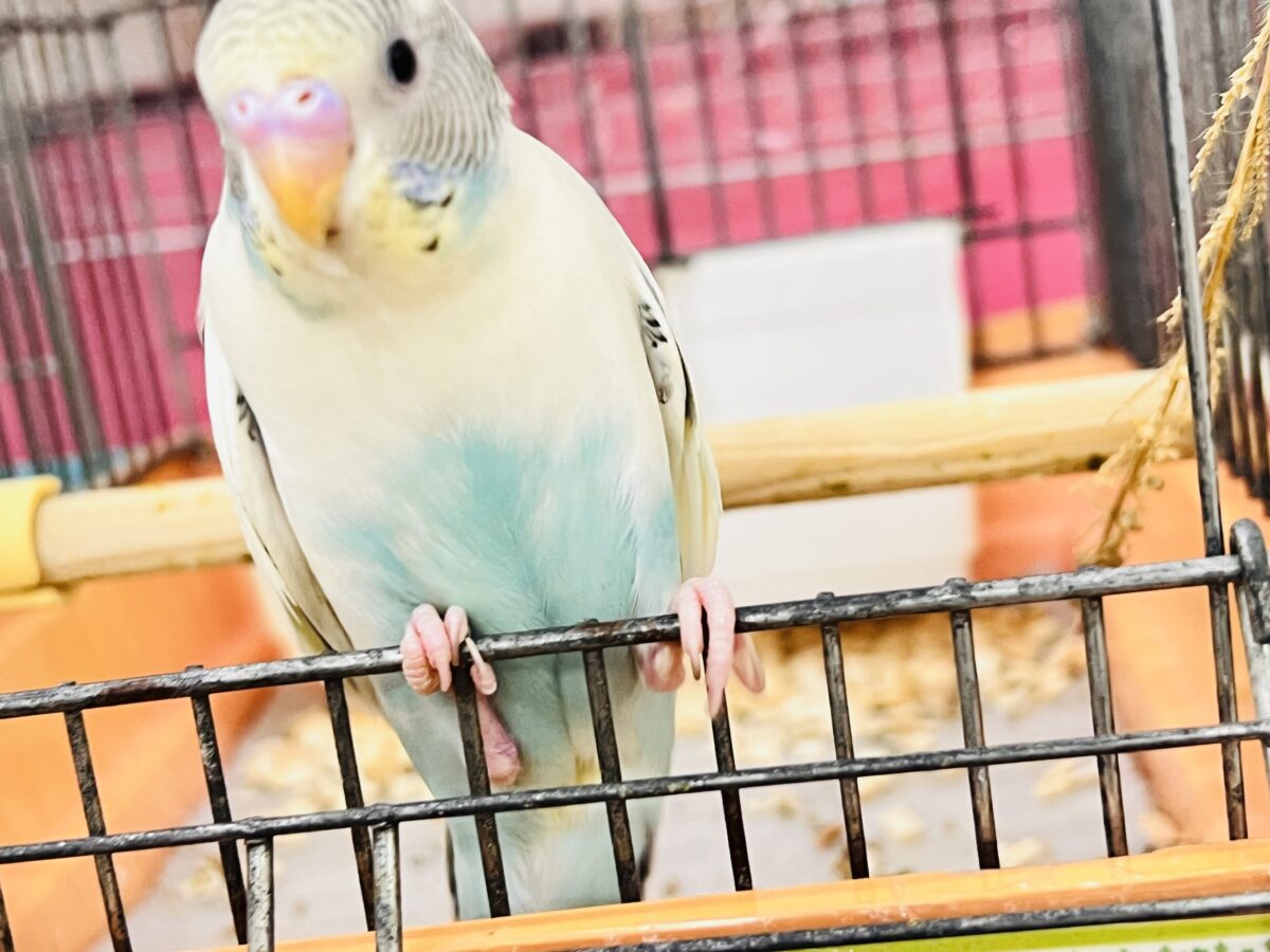 セキセイインコ