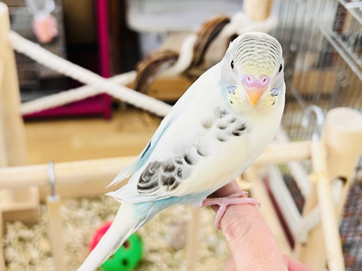 セキセイインコ