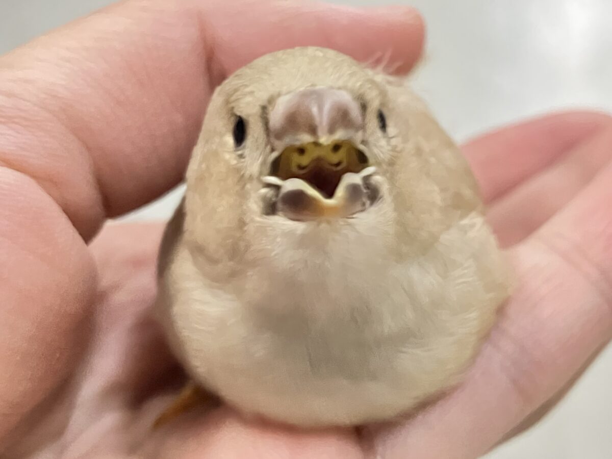 ジャンボキンカチョウ