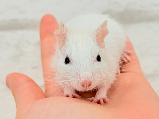 元気モリモリ‪☆真っ白ホワイティ🐭🤍デグー(ホワイト) 男の子