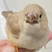 ﾍﾟｪﾍﾟｪて、、🩷愛もきな粉も振りまく💕︎💭ジャンボキンカチョウ(フォーン/2026年5月生まれ)