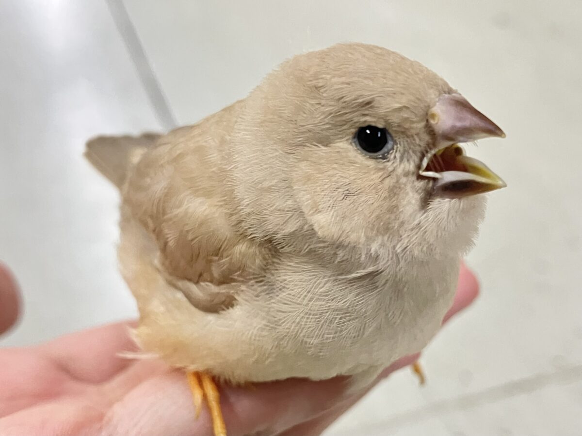 ジャンボキンカチョウ