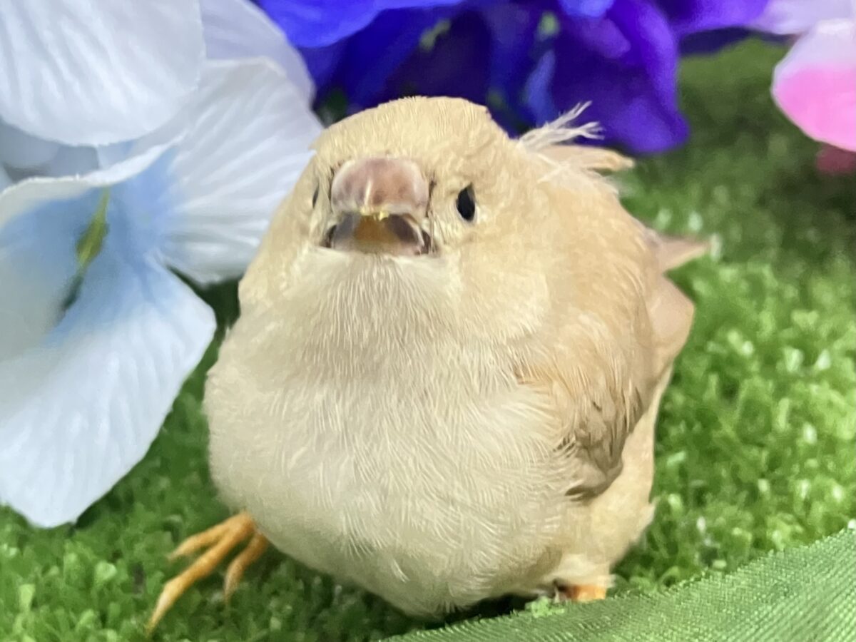 ジャンボキンカチョウ