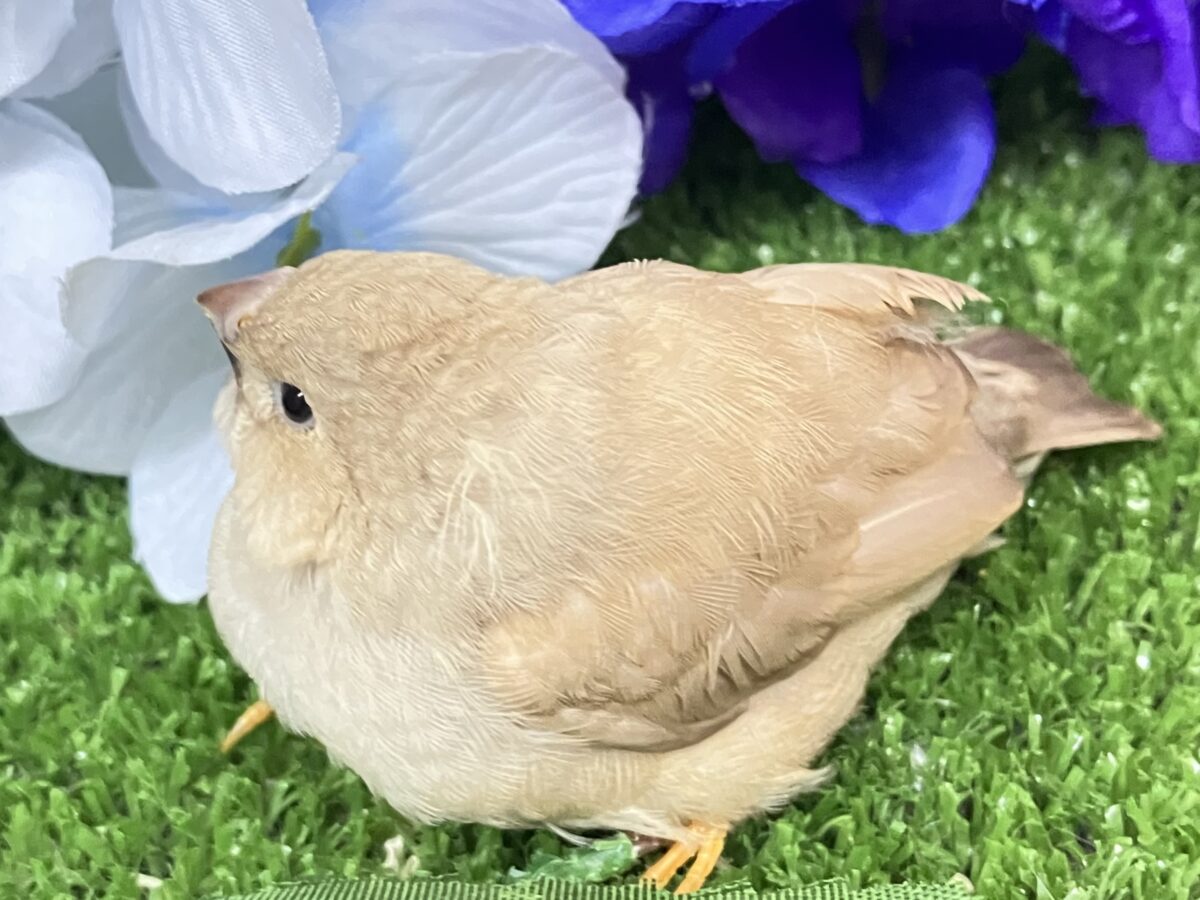 ジャンボキンカチョウ