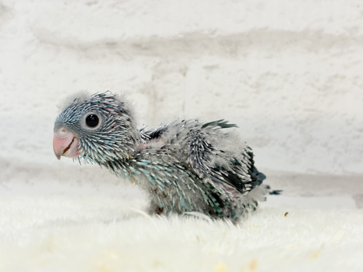 サザナミインコ