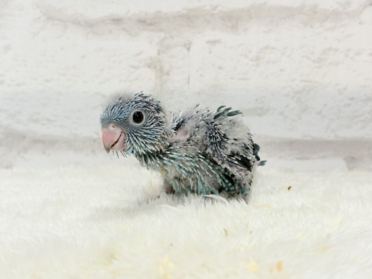 サザナミインコ