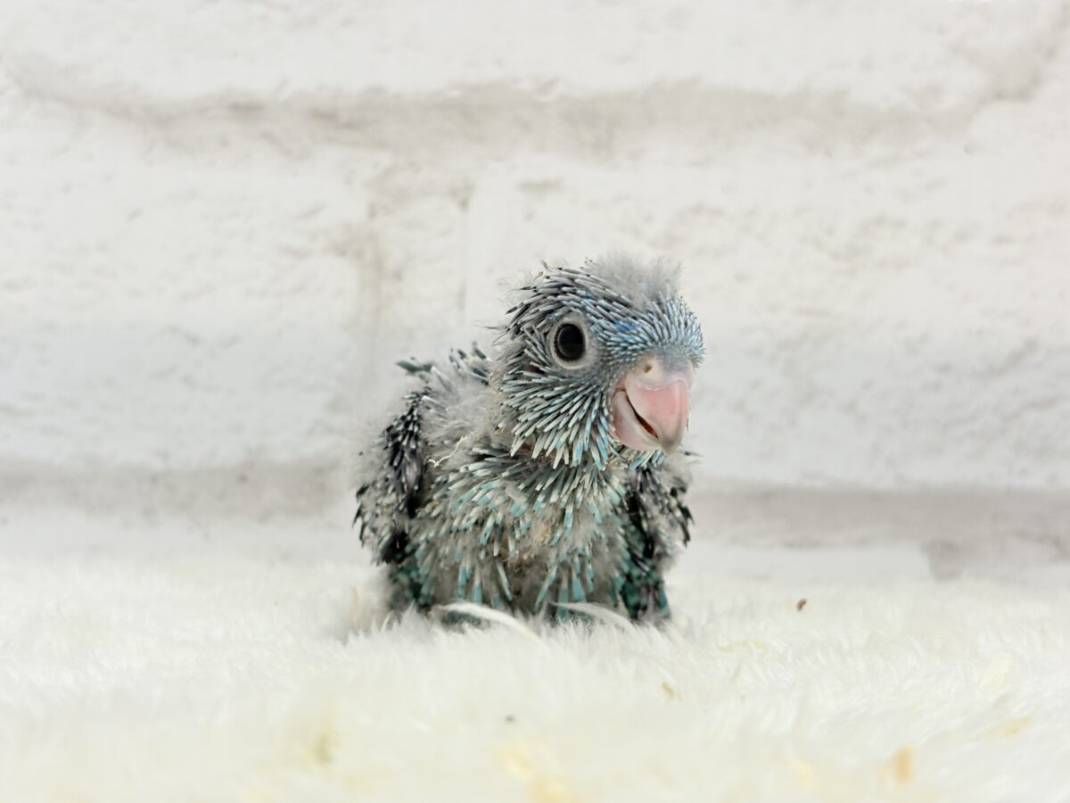 サザナミインコ