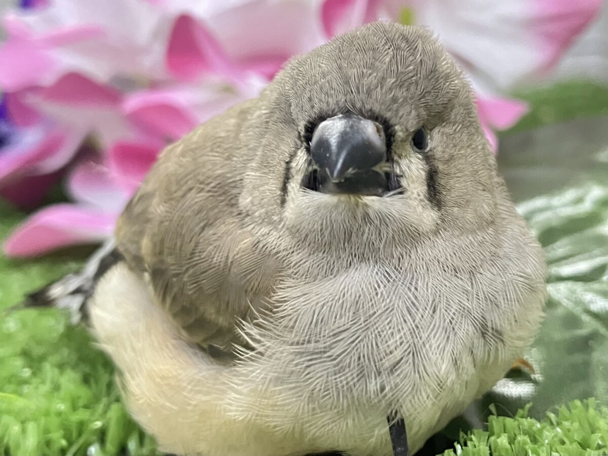 ジャンボキンカチョウ