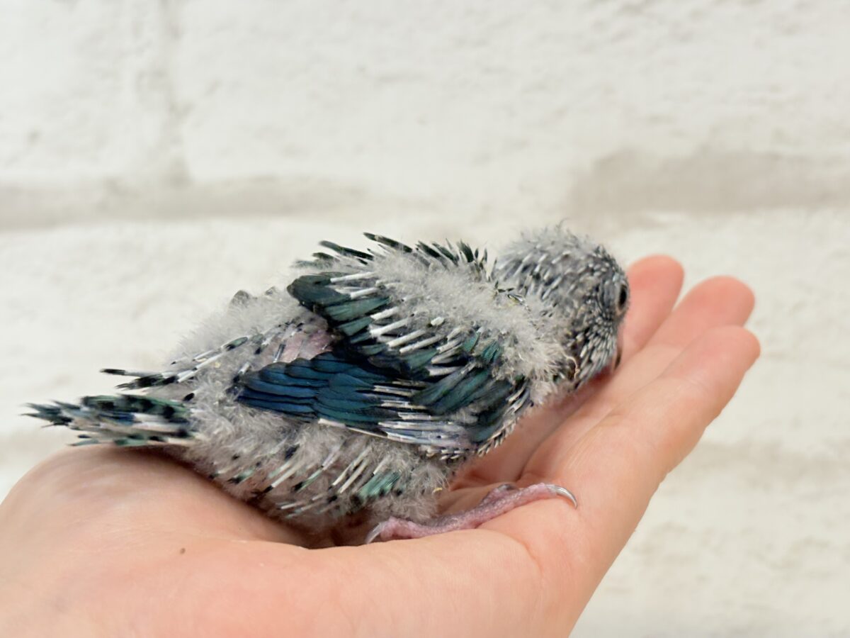 サザナミインコ
