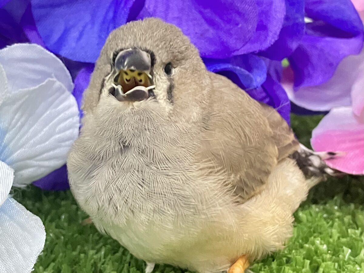ジャンボキンカチョウ