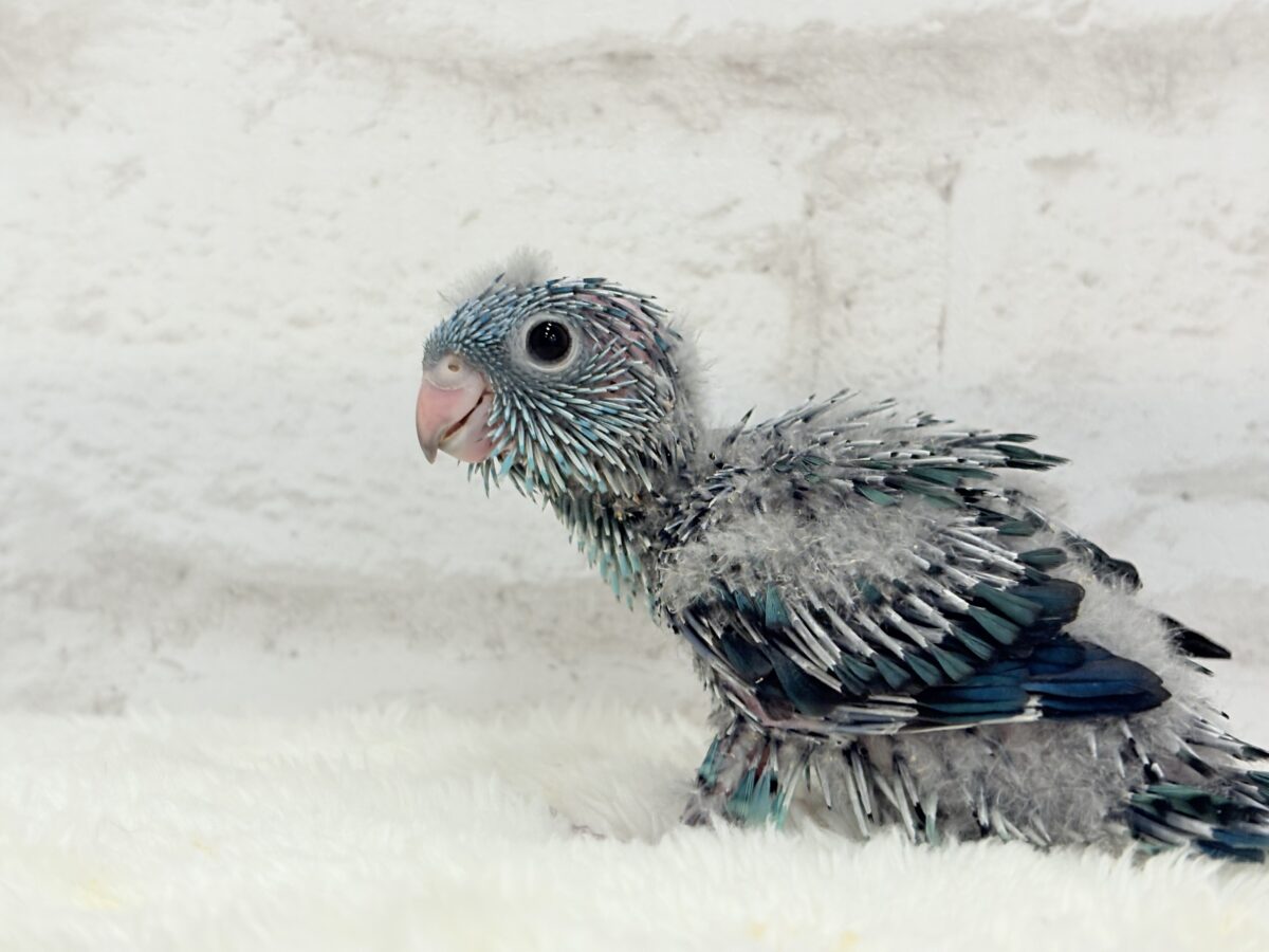 サザナミインコ