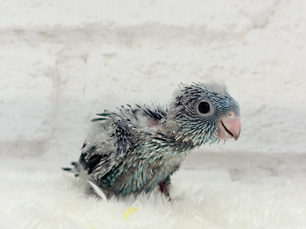 サザナミインコ