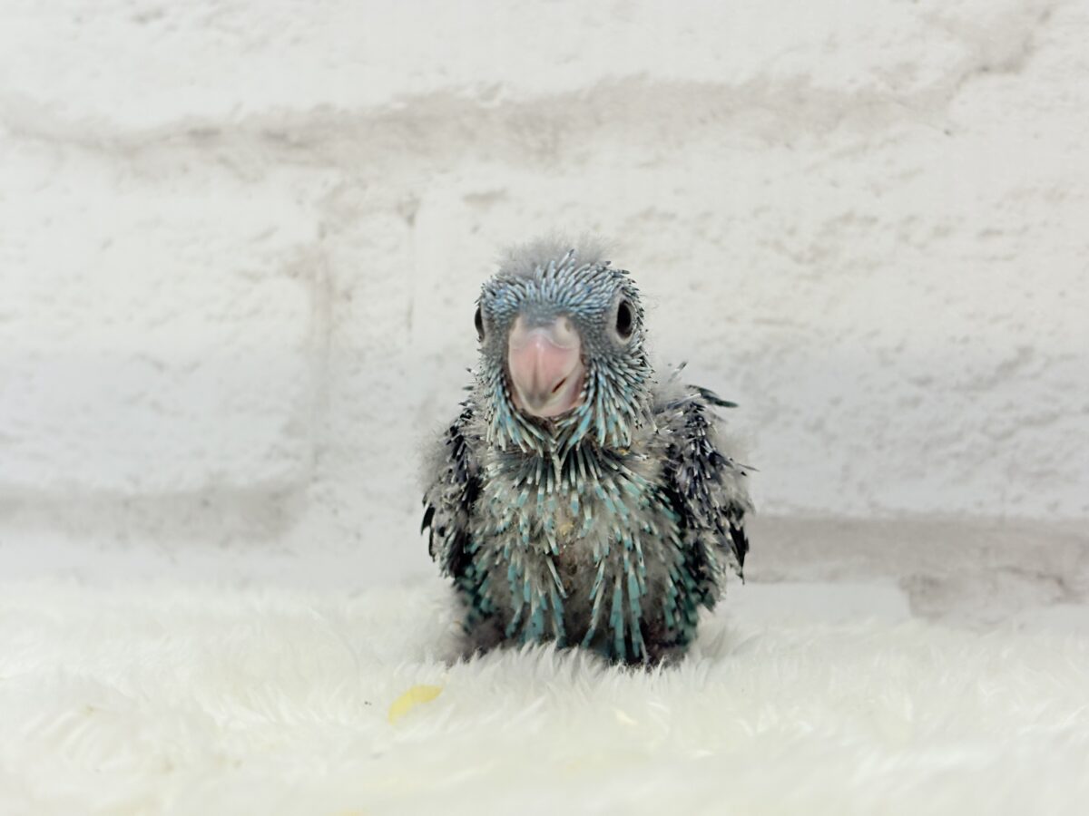 サザナミインコ