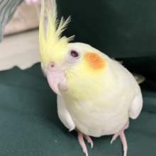 カスタードの扇子🌟⸜(  ॑꒳ ॑  )⸝🌟ﾊﾟｧｯオカメインコ(ルチノー/2026年3月生まれ)