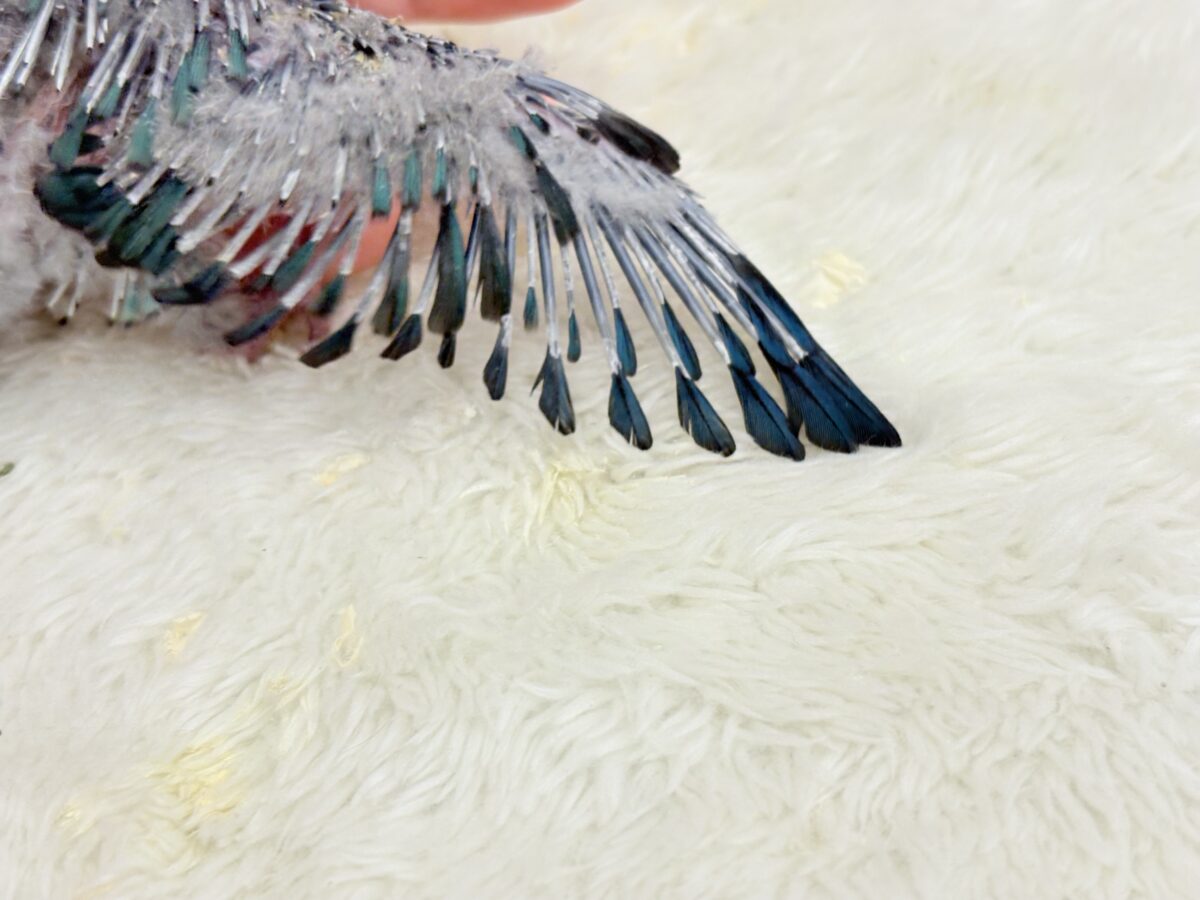 サザナミインコ