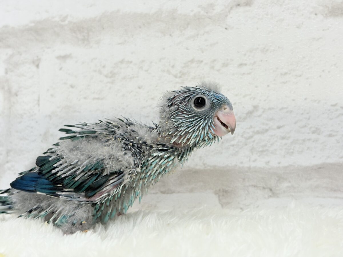 サザナミインコ