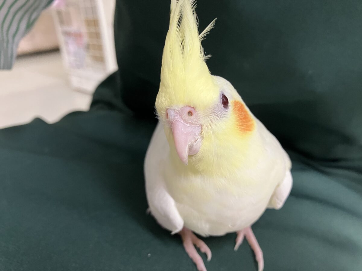 オカメインコ