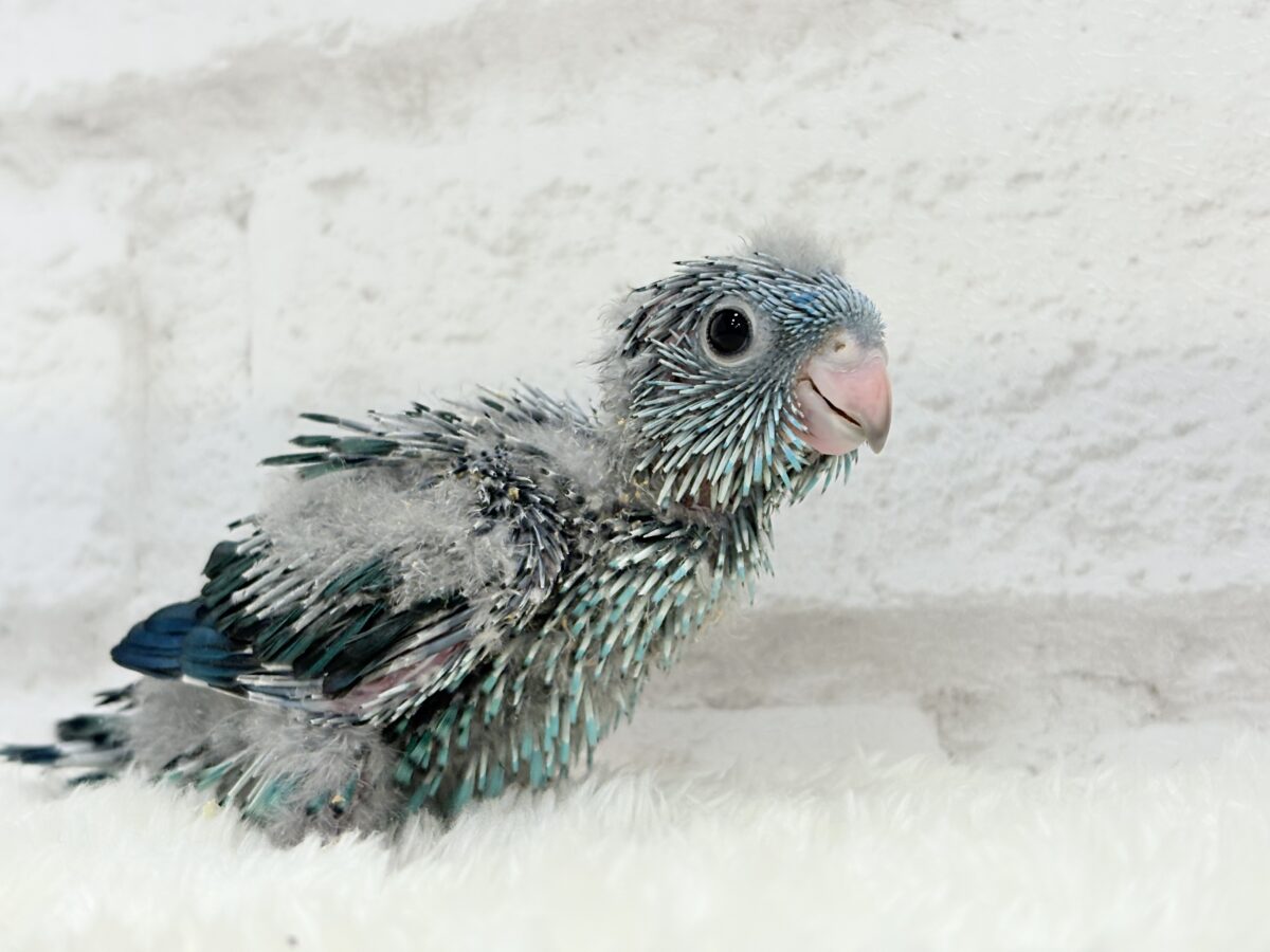 サザナミインコ