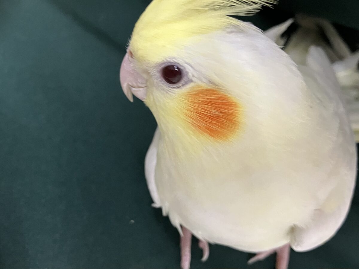 オカメインコ