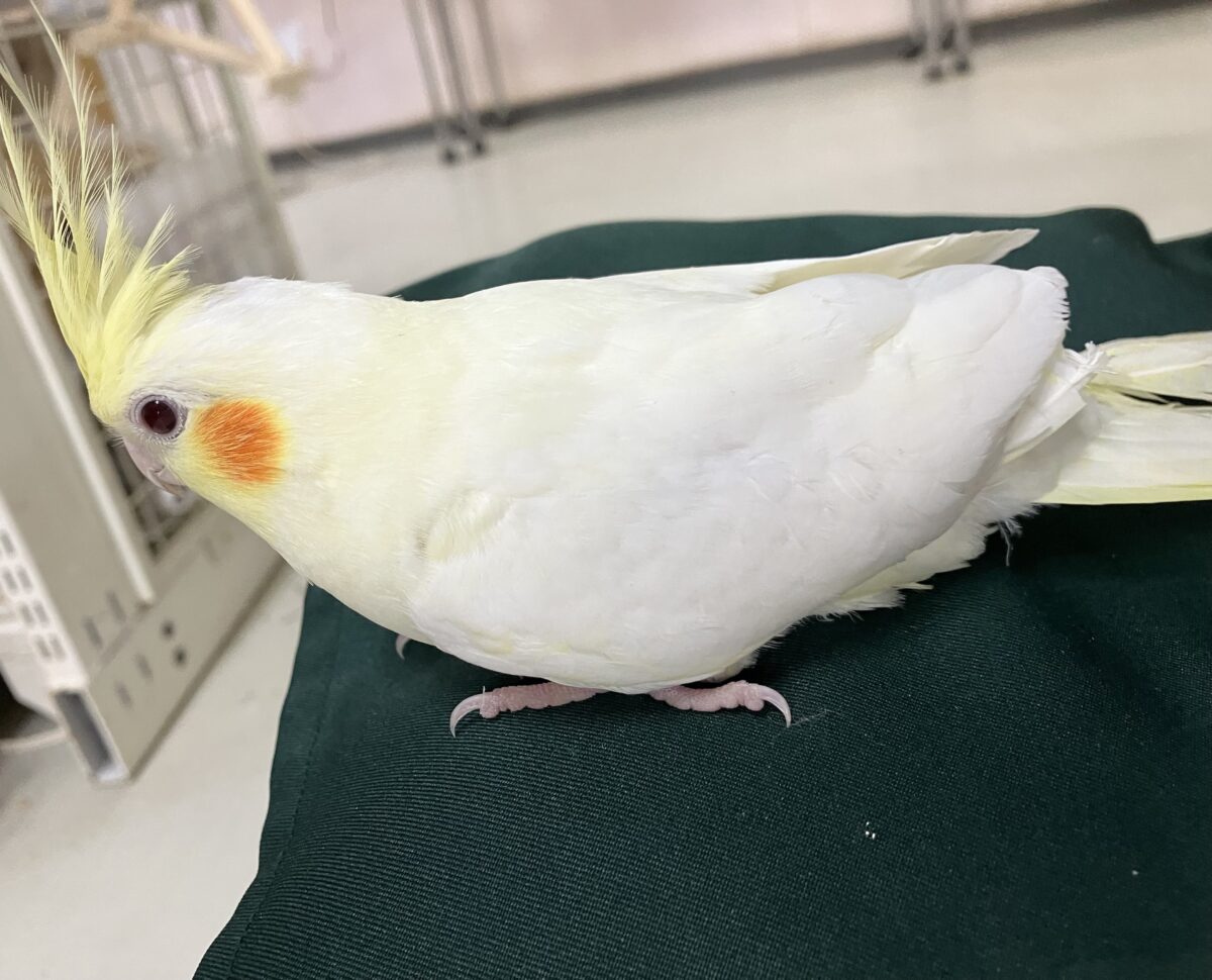 オカメインコ