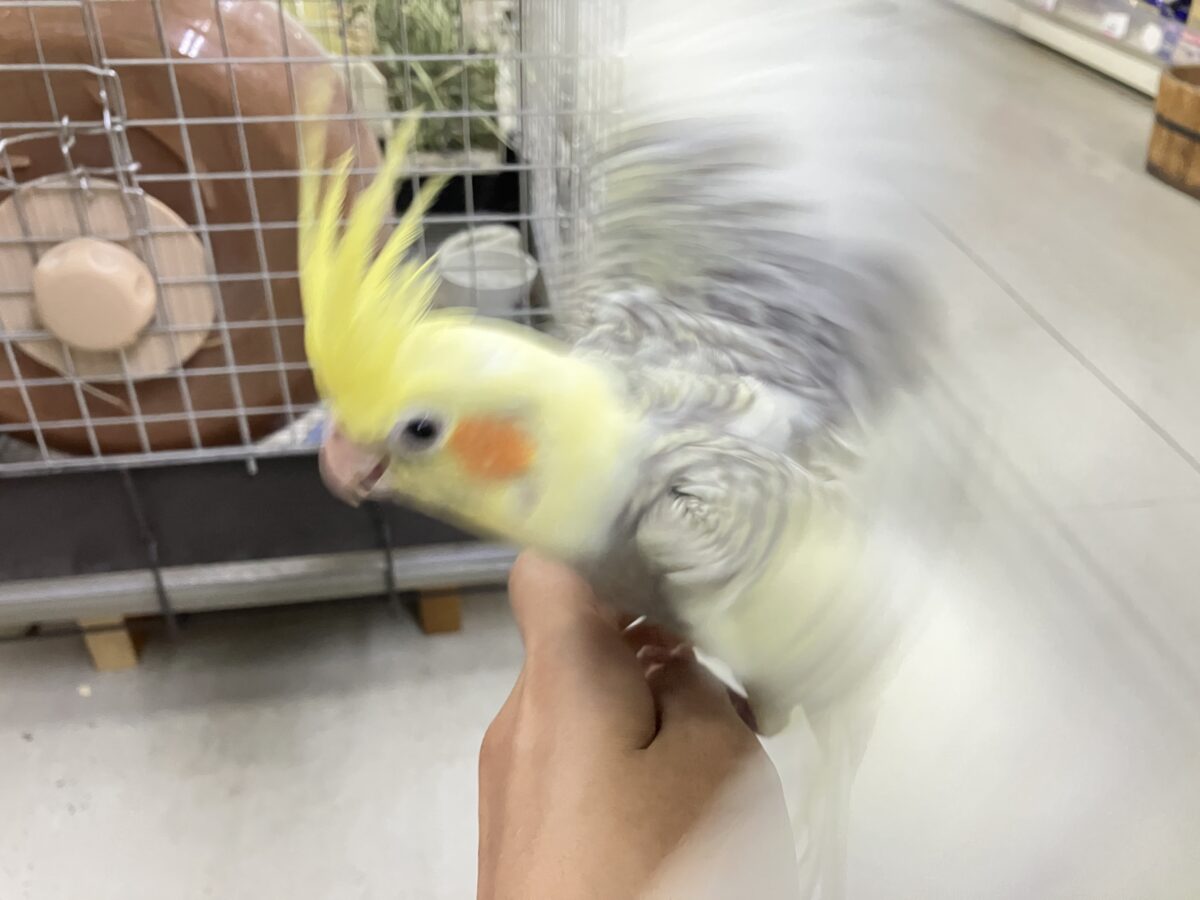 オカメインコ