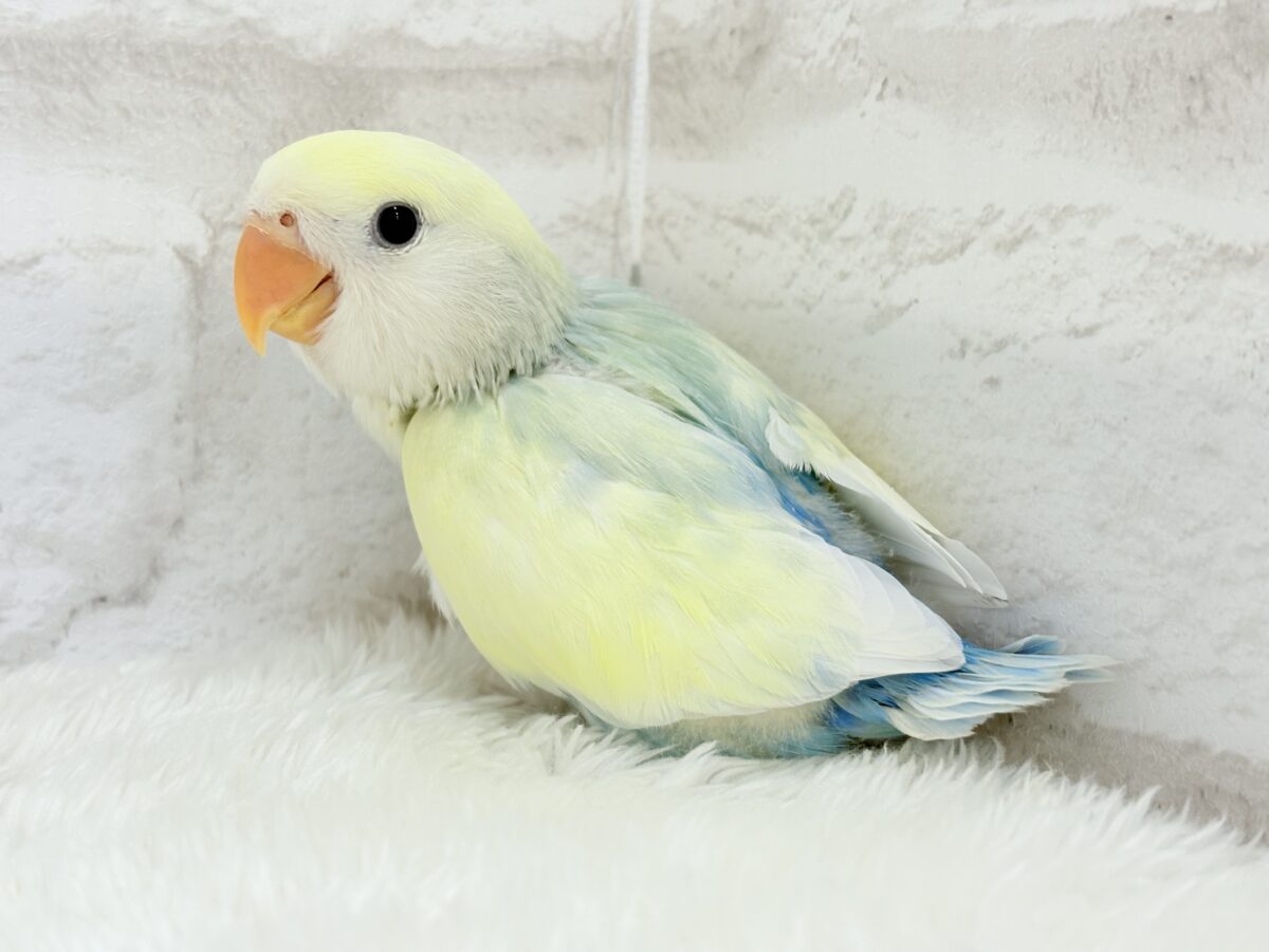 コザクラインコ（小桜インコ）