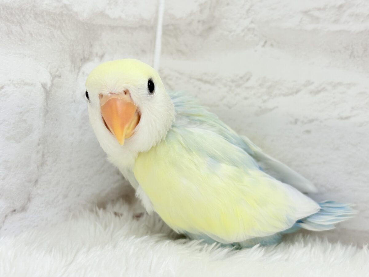 コザクラインコ（小桜インコ）