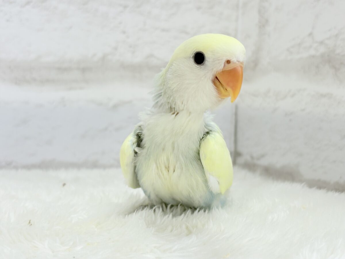 コザクラインコ（小桜インコ）