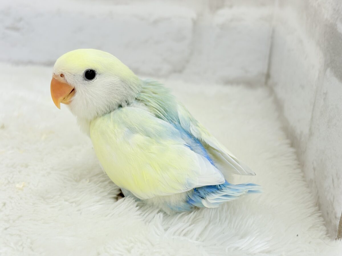 【最新画像更新🪄】レモンクリーム全部乗せ🐣🧁コザクラインコ(ブルーチェリーオパーリンパイド) ヒナ コザクラインコ(小桜インコ)