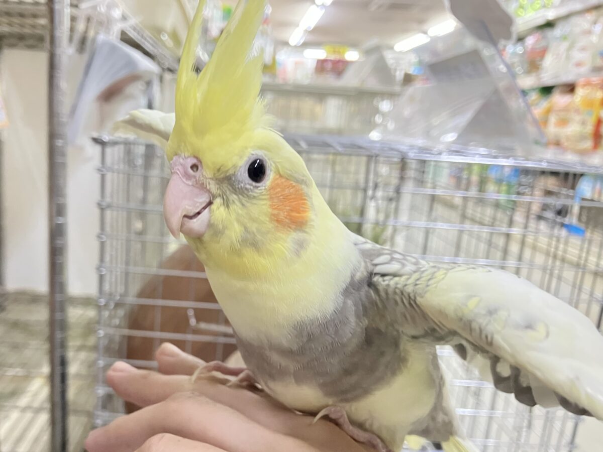 オカメインコ