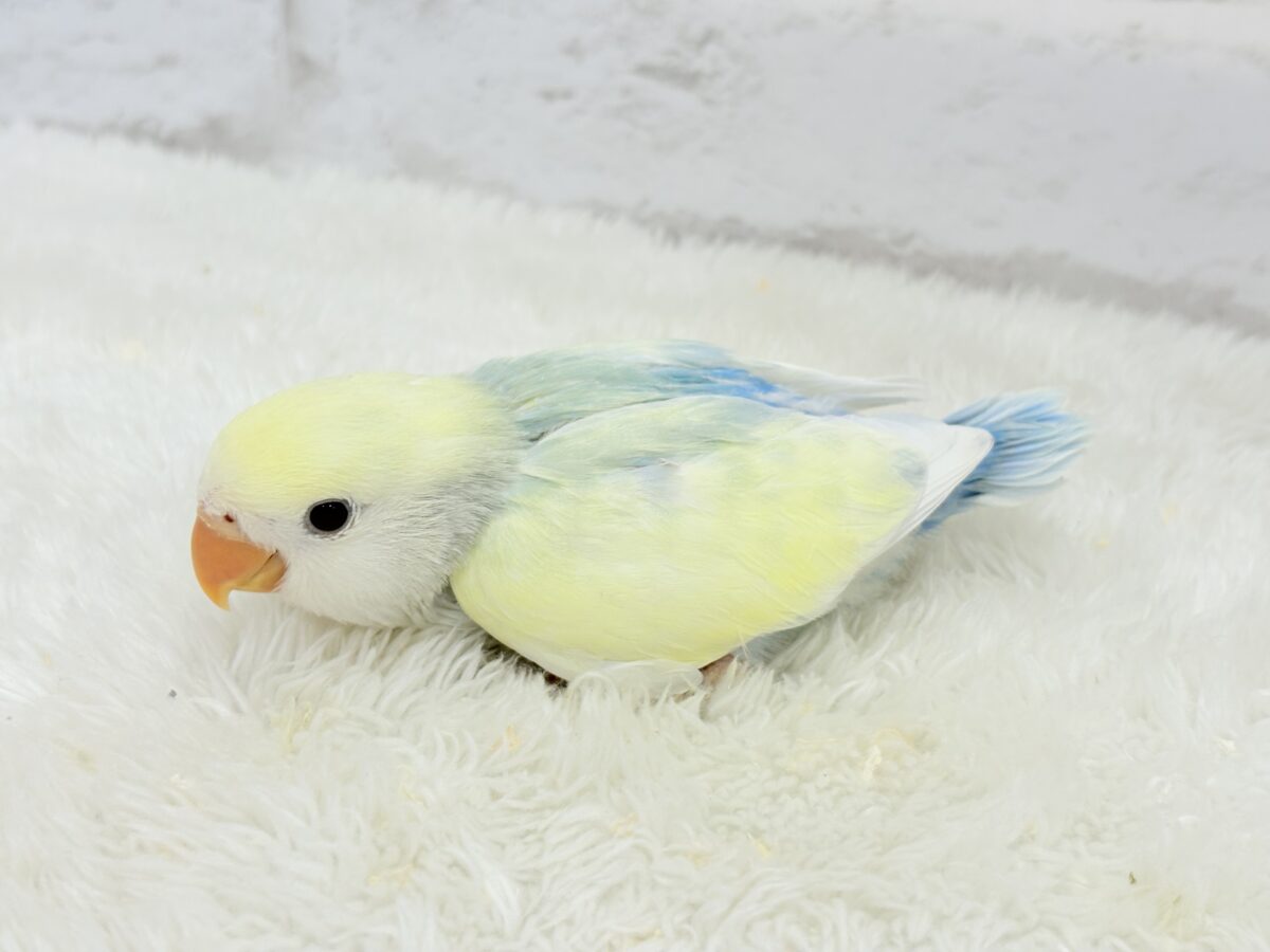 コザクラインコ（小桜インコ）