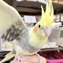 きらきら包んで✨🎀みるきぃカーテン🎀オカメインコ(パールパイド/2026年3月生まれ)