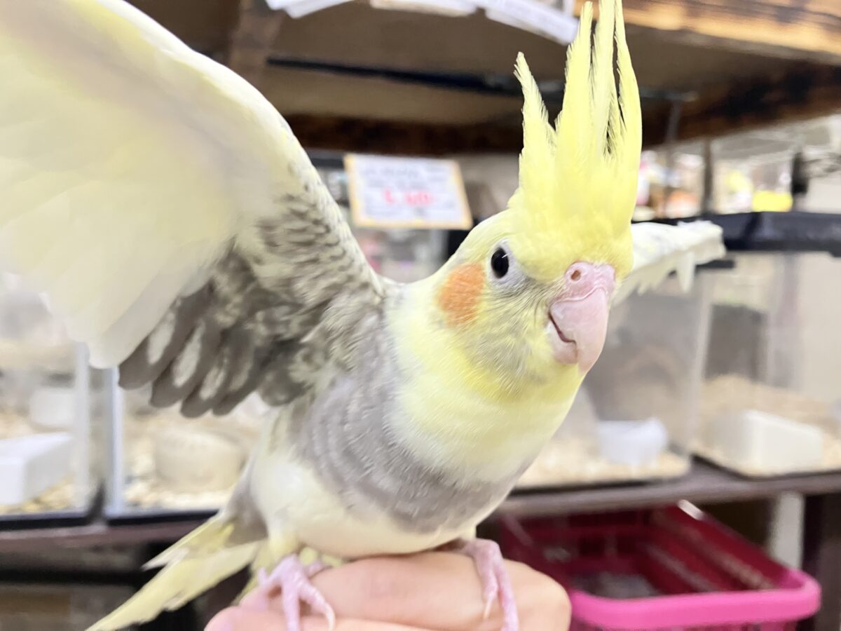 きらきら包んで✨🎀みるきぃカーテン🎀オカメインコ(パールパイド/2026年3月生まれ)