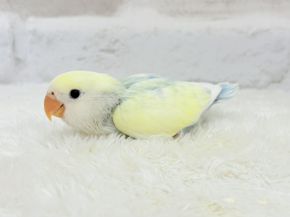 コザクラインコ（小桜インコ）