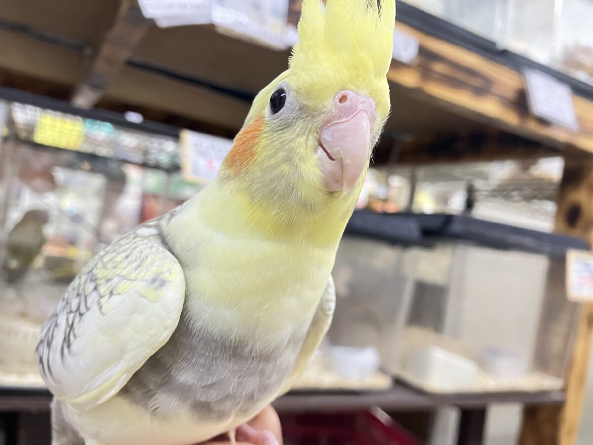 オカメインコ