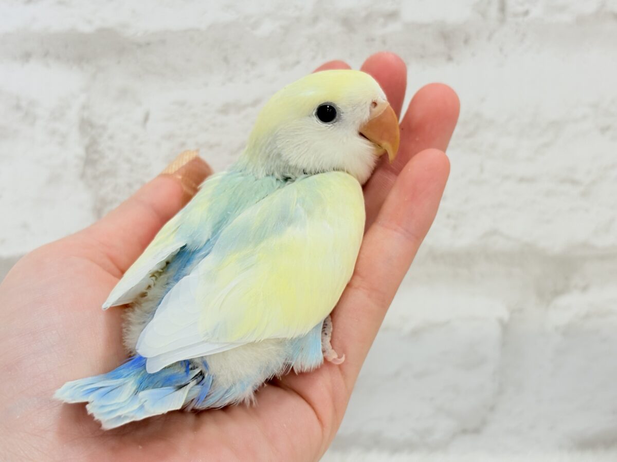 【最新画像更新🪄】レモンクリーム全部乗せ🐣🧁コザクラインコ(ブルーチェリーオパーリンパイド) ヒナ コザクラインコ(小桜インコ)