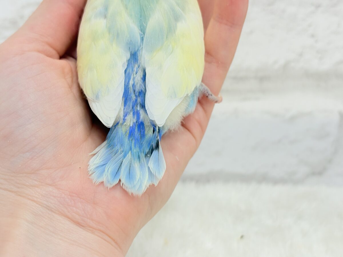 コザクラインコ（小桜インコ）