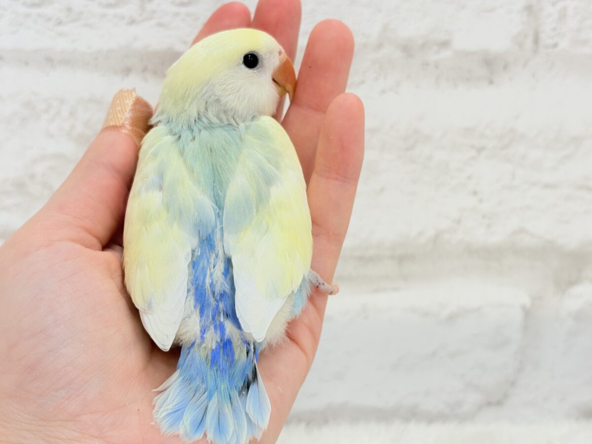 コザクラインコ（小桜インコ）