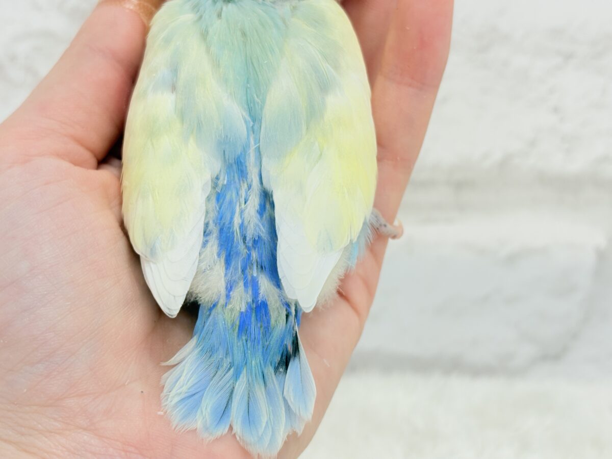 コザクラインコ（小桜インコ）