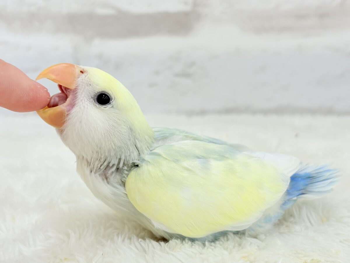 コザクラインコ（小桜インコ）