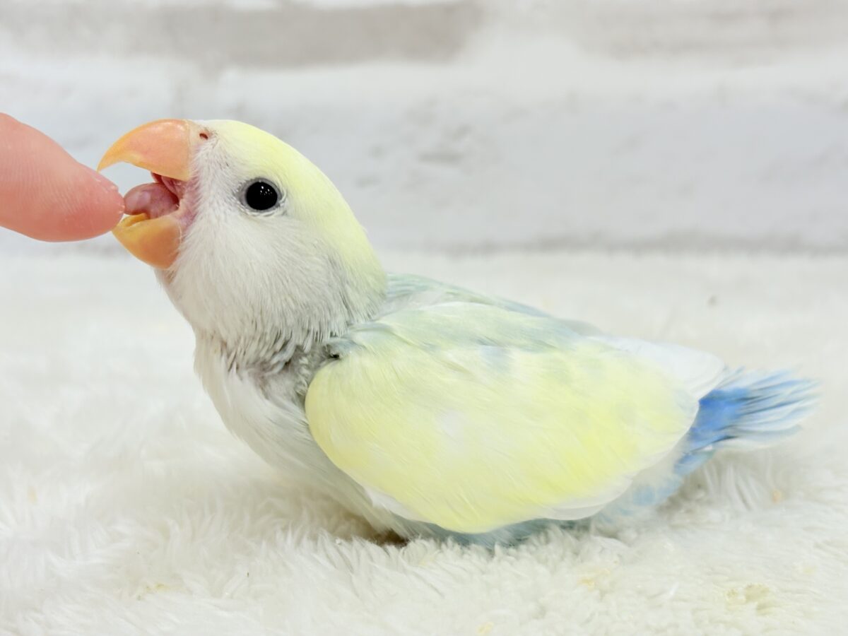 【最新画像更新🪄】レモンクリーム全部乗せ🐣🧁コザクラインコ(ブルーチェリーオパーリンパイド) ヒナ コザクラインコ(小桜インコ)