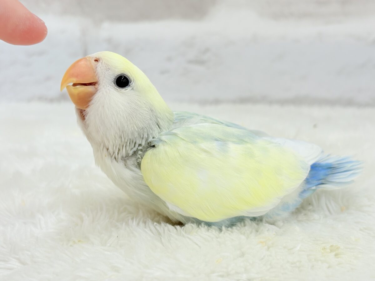 コザクラインコ（小桜インコ）