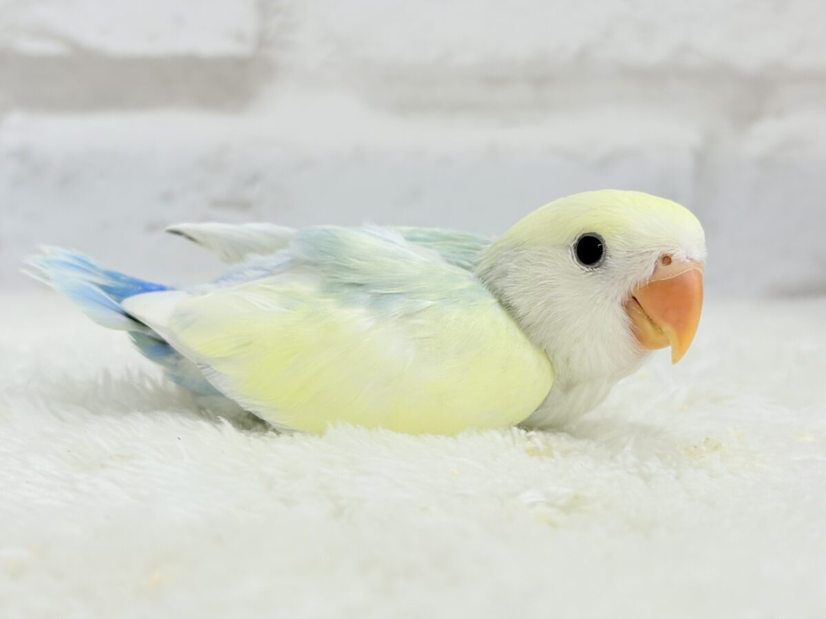コザクラインコ（小桜インコ）