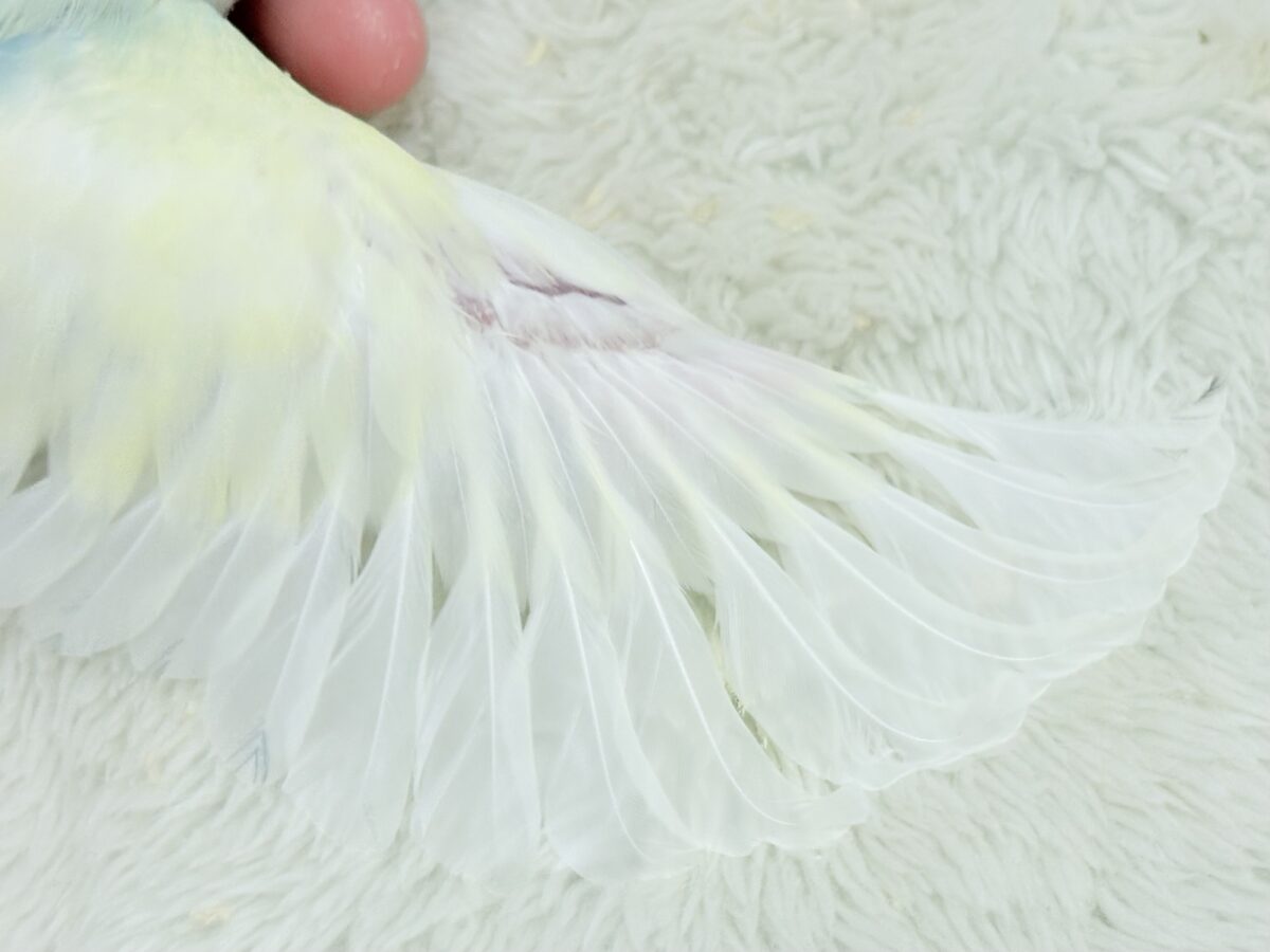 【最新画像更新🪄】レモンクリーム全部乗せ🐣🧁コザクラインコ(ブルーチェリーオパーリンパイド) ヒナ コザクラインコ(小桜インコ)